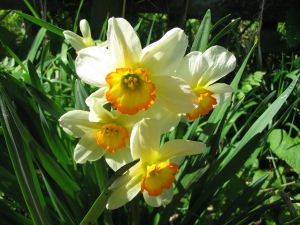 Нарцисс (лат. Narcissus)