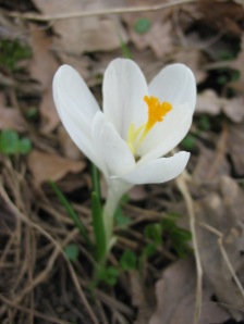 Крокус (Шафран) посевной (К. культурный)(Crocus sativus )