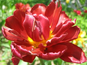 Тюльпан (лат. Tulipa L.)